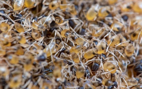 swarming ants on the ground