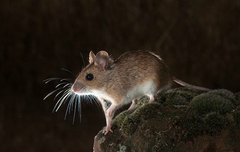field mouse on a moss covered rock