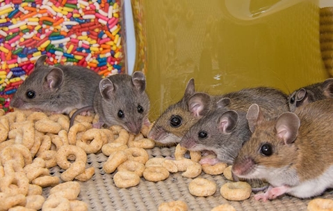 house mouse infestation