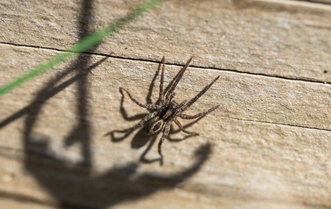 wolf spider crawling up a wall