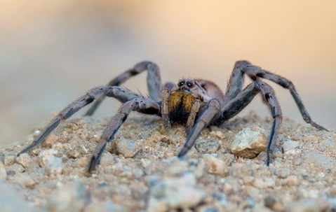 a wolf spider crawling near a home