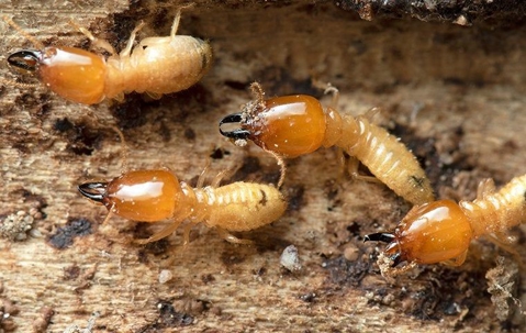 termites on wood