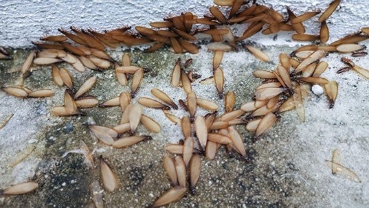 termite swarmers