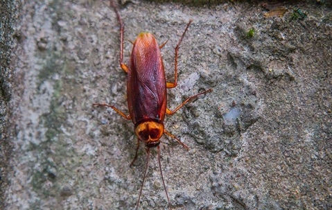 cockroach on the foundation of a home