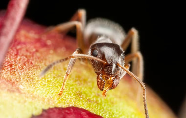 spider sitting on a leaf