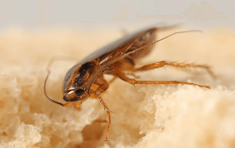 cockroach eating some bread