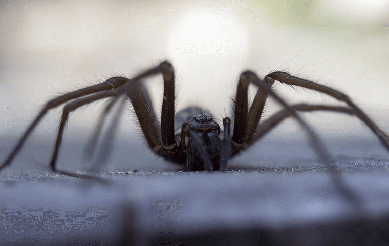 close up pic of a wolf spider