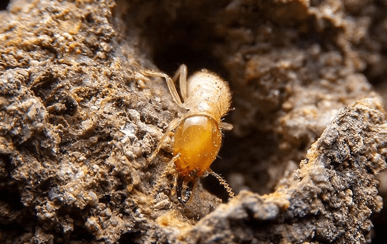 termite in the ground